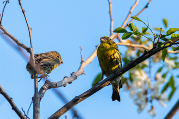 European Serin perched on a tree branch