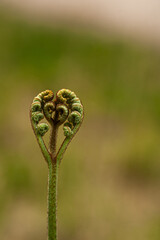 close up of heart shape, smiling fern bud