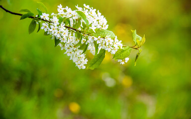 Fototapeta premium Bird cherry branches in the garden in spring 