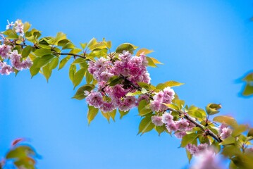 Japanese cherry blossoms on a green natural background


