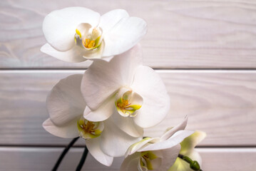 Fototapeta na wymiar A branch of white orchids on a white wooden background 