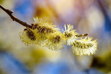 Blossoming willow in the early spring on a background of blue sky

