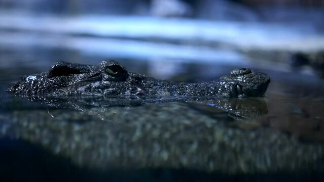The crocodile is crawling. Close-up of a crocodile eye and sharp teeth. Dark blue reptile video. Oligator creeps slowly