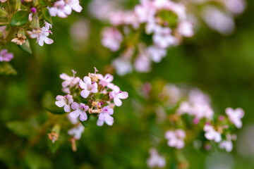 Primavera