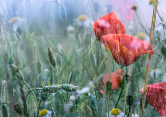 poppies in a field, letnia łąka z makami © malgo_walko