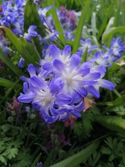 The first spring plant with many small blue and white star-shaped flowers.Blooming Chionodoxa luciliae. Floral Desktop wallpaper