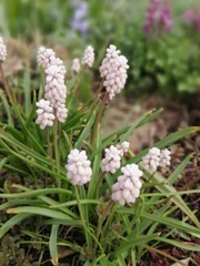 delicate Muscari Pink Sunrise on a flower bed. blooming plants. The first spring flowers. Floral Desktop wallpaper