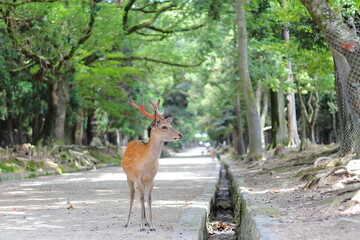 奈良公園のオス鹿