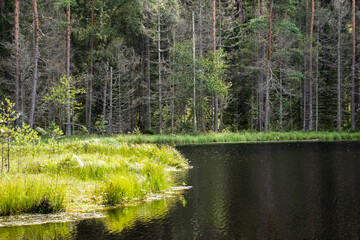 ecological tourism. Lake Mertvoe, Narochansky National Park, Blue Lakes Ecological Trail, Belarus, Minsk Region. 