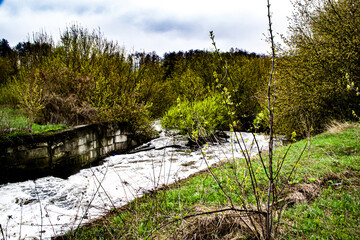 river in the forest