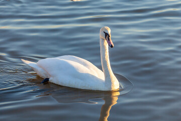 A White Swan Swim In The River