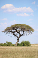 Iconic Acacia tree in Etosha National Park, Namibia 