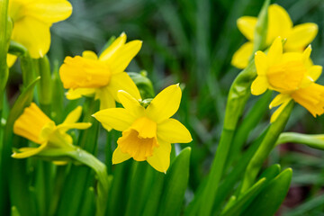 Beautiful yellow blooming narcissus in the park on a flower bed closeup	