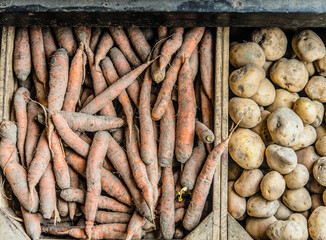 organic carrots at market, eko marchewki na bazarze, targu - obrazy, fototapety, plakaty
