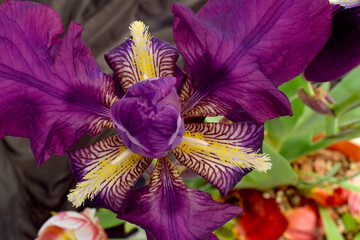 Bearded Iris Flower Mandala 01