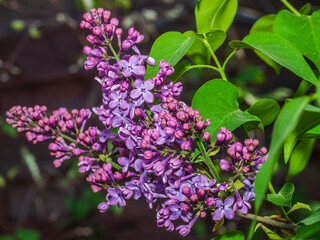 lilac flowers 1