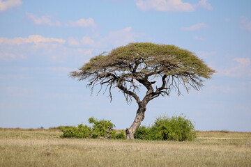 Iconic Acacia tree in Etosha National Park, Namibia 