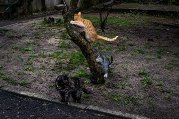 squirrel on the ground