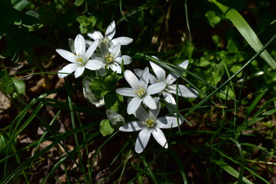 white flowers of ornithogalum in the forest in early spring