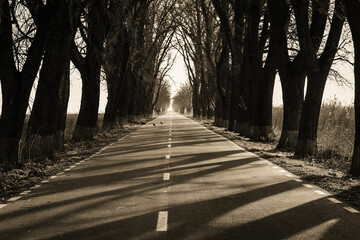 trees on the side of the road