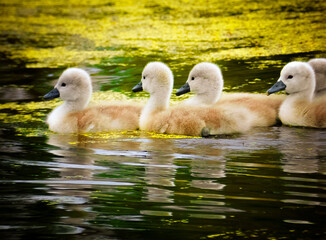 swan chicks on the lake in the spring