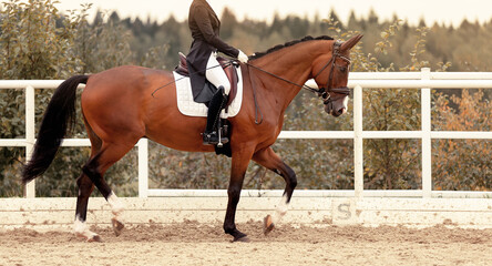 Classic Dressage horse in the test. Trot strengthening suspension phase. Equestrian sport. Sports...