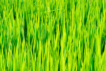 green paddy leaf