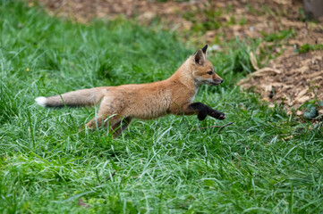 Naklejka na ściany i meble Fox Kit on the Run