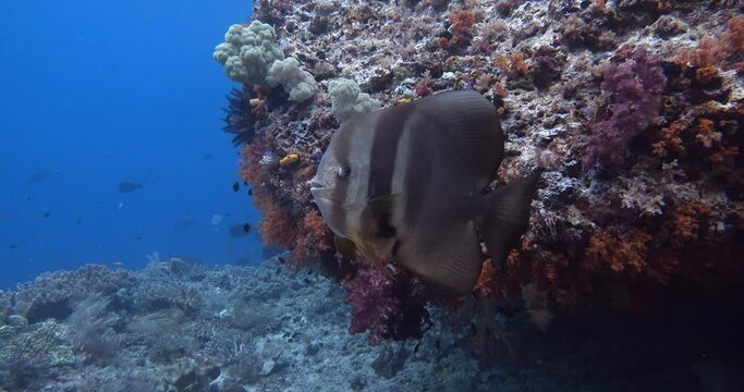 beautiful batfish with big colorful bummy behind
