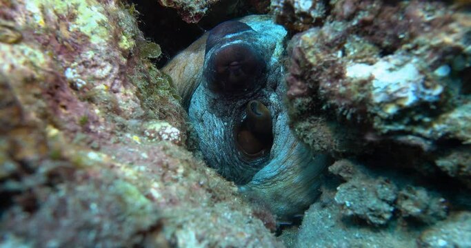 octopus hiding in between corals