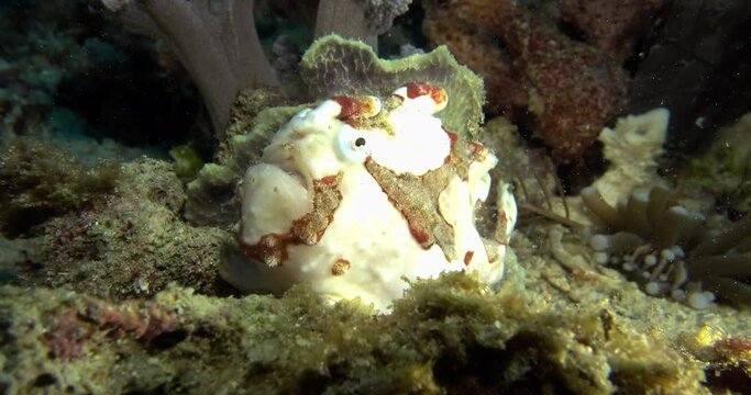 macro of beautiful white frog fish