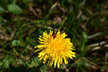 ladybug on a dandelion flower on a sunny spring day