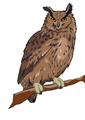 Owl