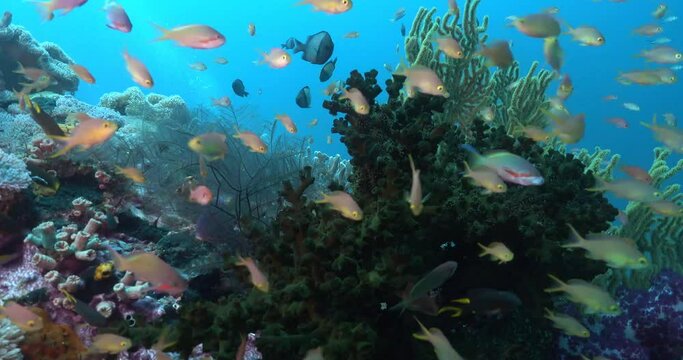 reefs and red fish around green coral