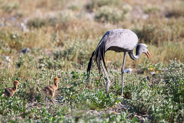Blue crane with chicks, Etosha National Park, Namibia