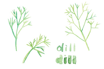 Dill. Watercolor bunch of fresh organic garden herbs. Greens leaf growing from ground. Set of different cooking spices illustration. Hand drawing kitchen plant banner