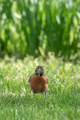 North American robin faces towards camera in the grass.  Vertical portrait of common red bellied songbird.