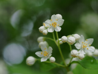 初夏の森の白いアオコウツギ