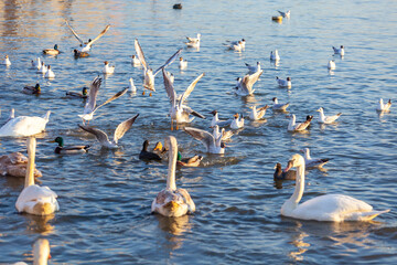 A White Swans And Many Gulls Swim In The River