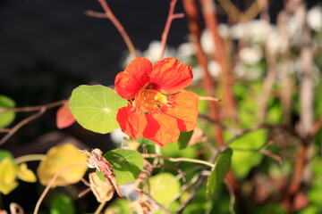 Pictures i Korea, Republic of 