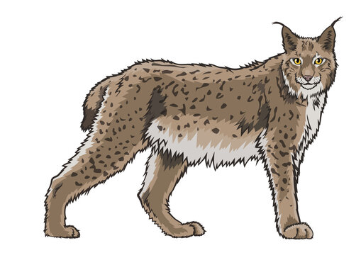 Lynx
