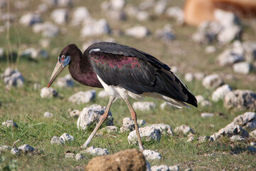 Abdim's Stork, Etosha National Park, Namibia