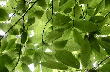 Fototapeta na wymiar Green leaves pattern, natural foliage background against the sunlight. Leaves texture background. Green Leaf Texture background with light behind.