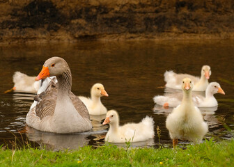 Domestic geese in the pond. Family of geese with goslings in the river