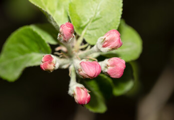 Obraz na płótnie Canvas Apple tree buds, flowers, Antonovka. Spring in a garden.