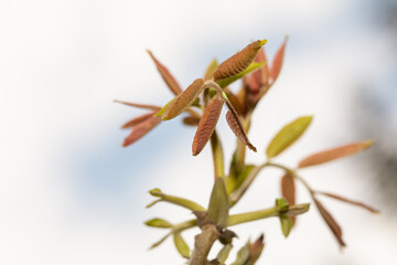 Walnut young shoots and flowers, spring in the orchard.