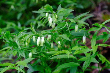 アマドコロの花