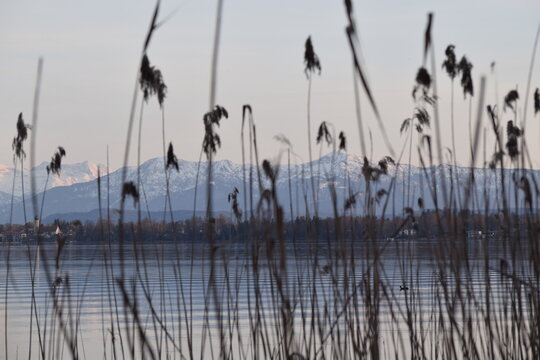Schilf am Stanberger See