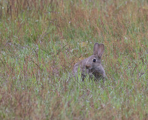 Rabbit (oryctolagus cuniculus) in a Meadow with Dew on the Grass