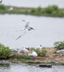 Common Tern (Sterna hirundo) Flying over the Colony